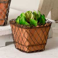 Woven Wire Square Basket with Terra Cotta Pot - FIG TREE ~Treasures for the Heart & Home~™